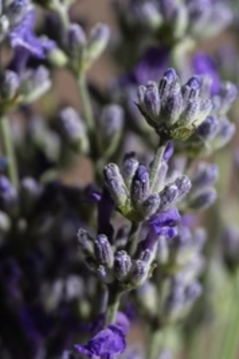 Pura Fragrance Refill - Sea Salt Lavender (HomeWorx)、mySite、hinf8tx79