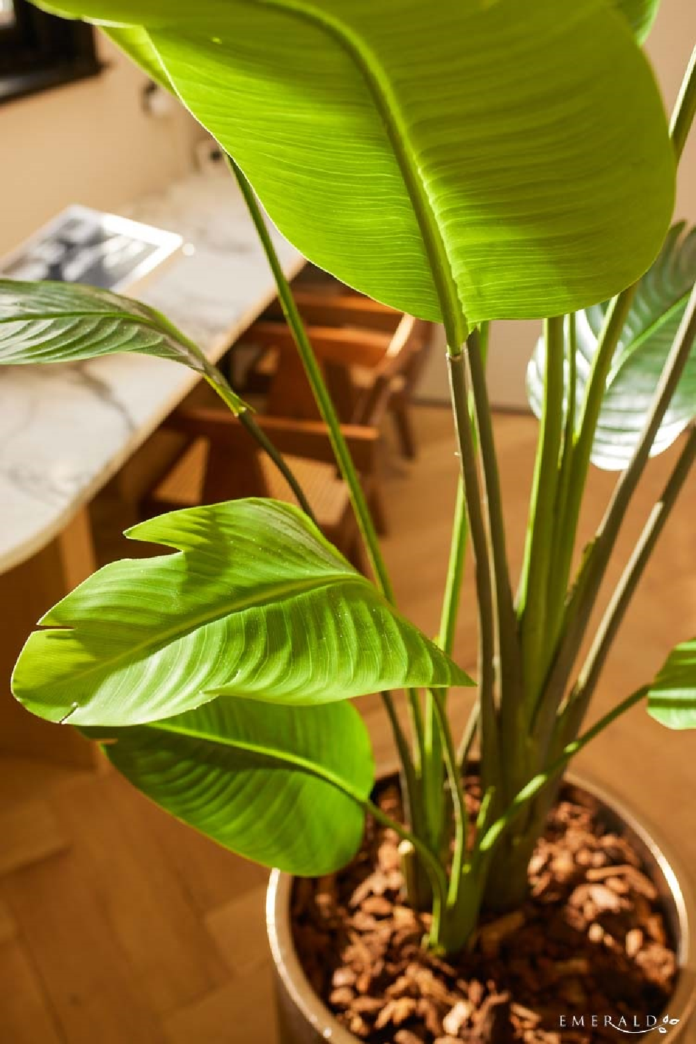 Faux Bird of Paradise Plant Set (2) | Emerald Strelitzia、mySite、neckold