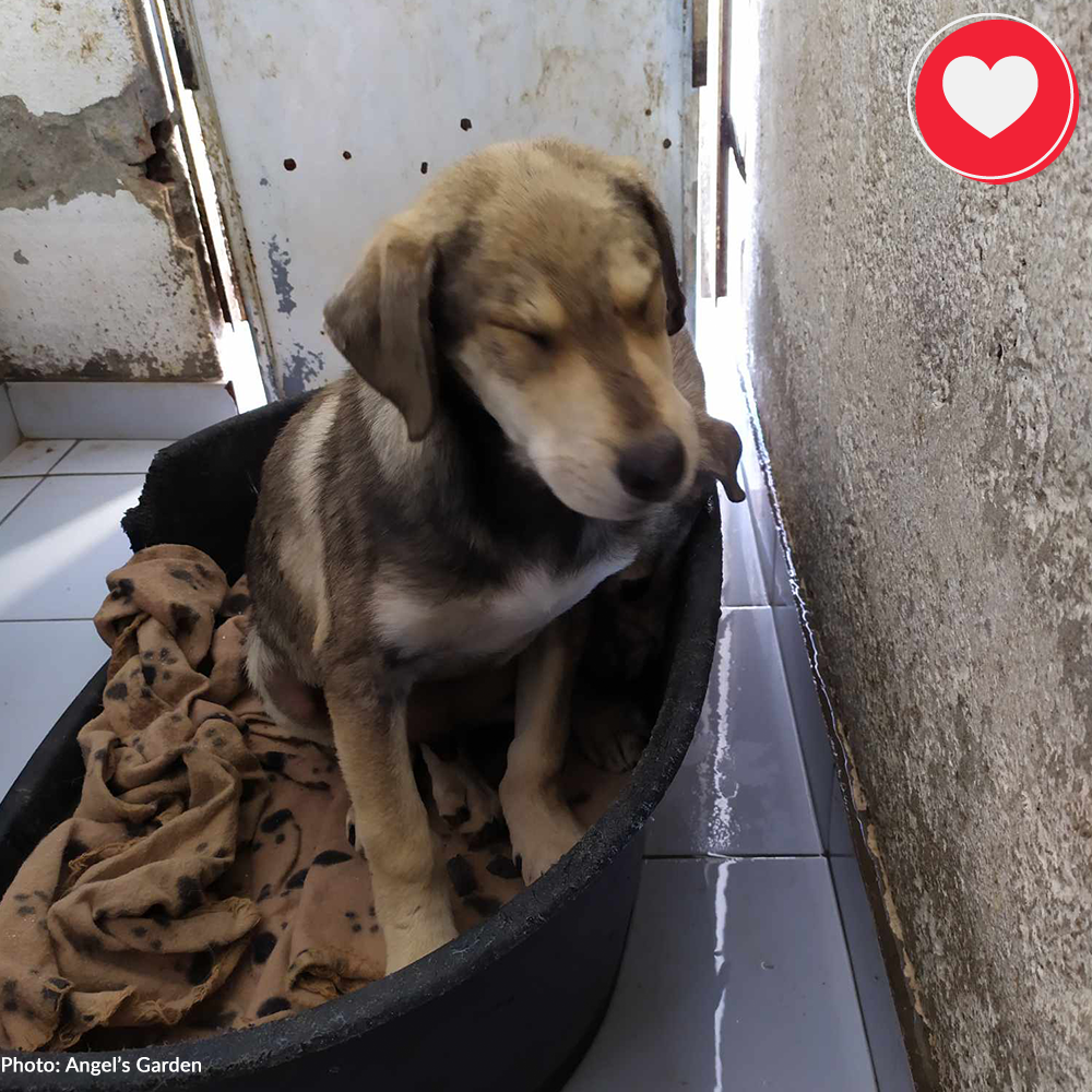 Funded: Help Clio & Linus Beat Sickness and Malnutrition、mySite、camillekostekn