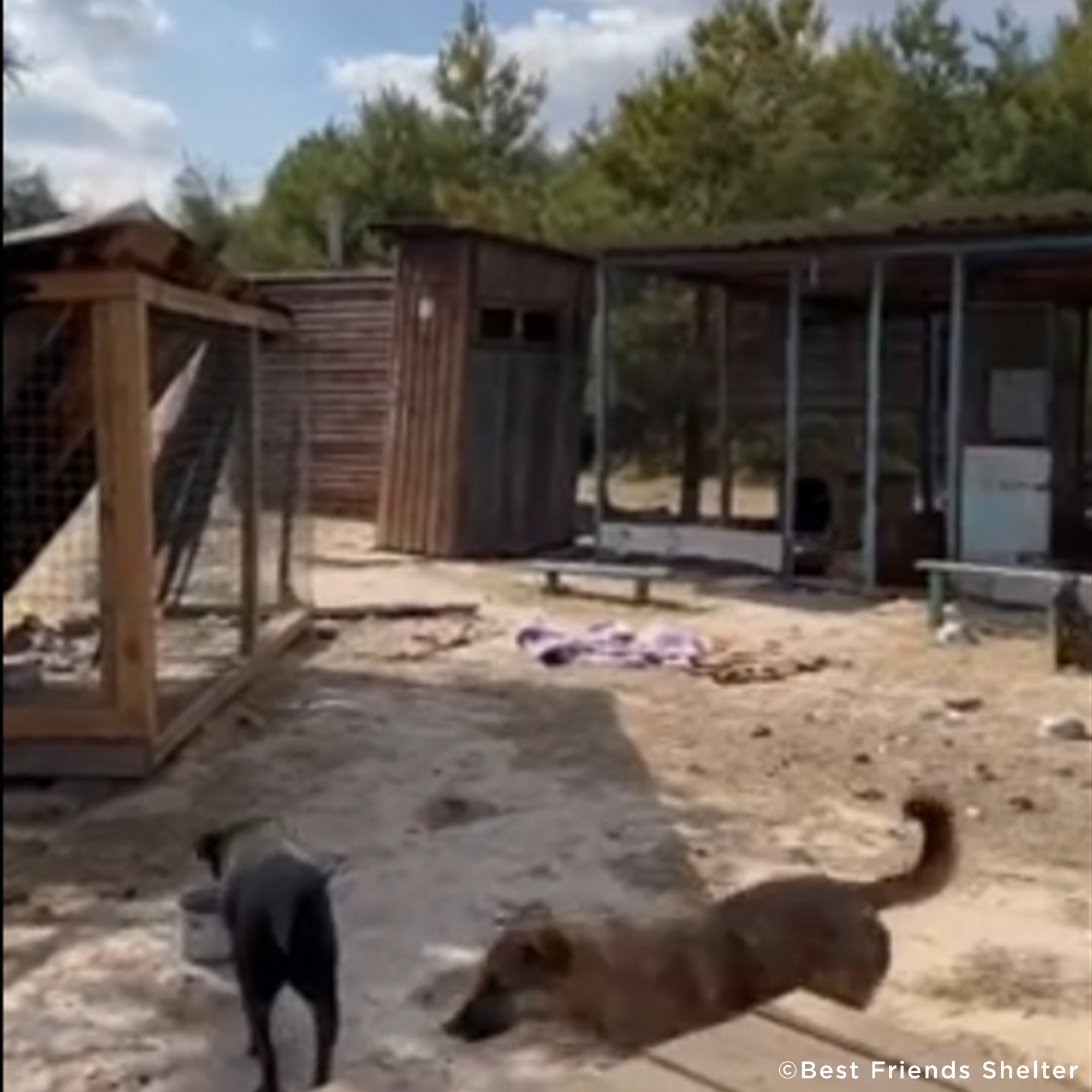 Struck By Missiles Twice - Animal Shelter Desperately Needs Support、mySite、camillekostekn