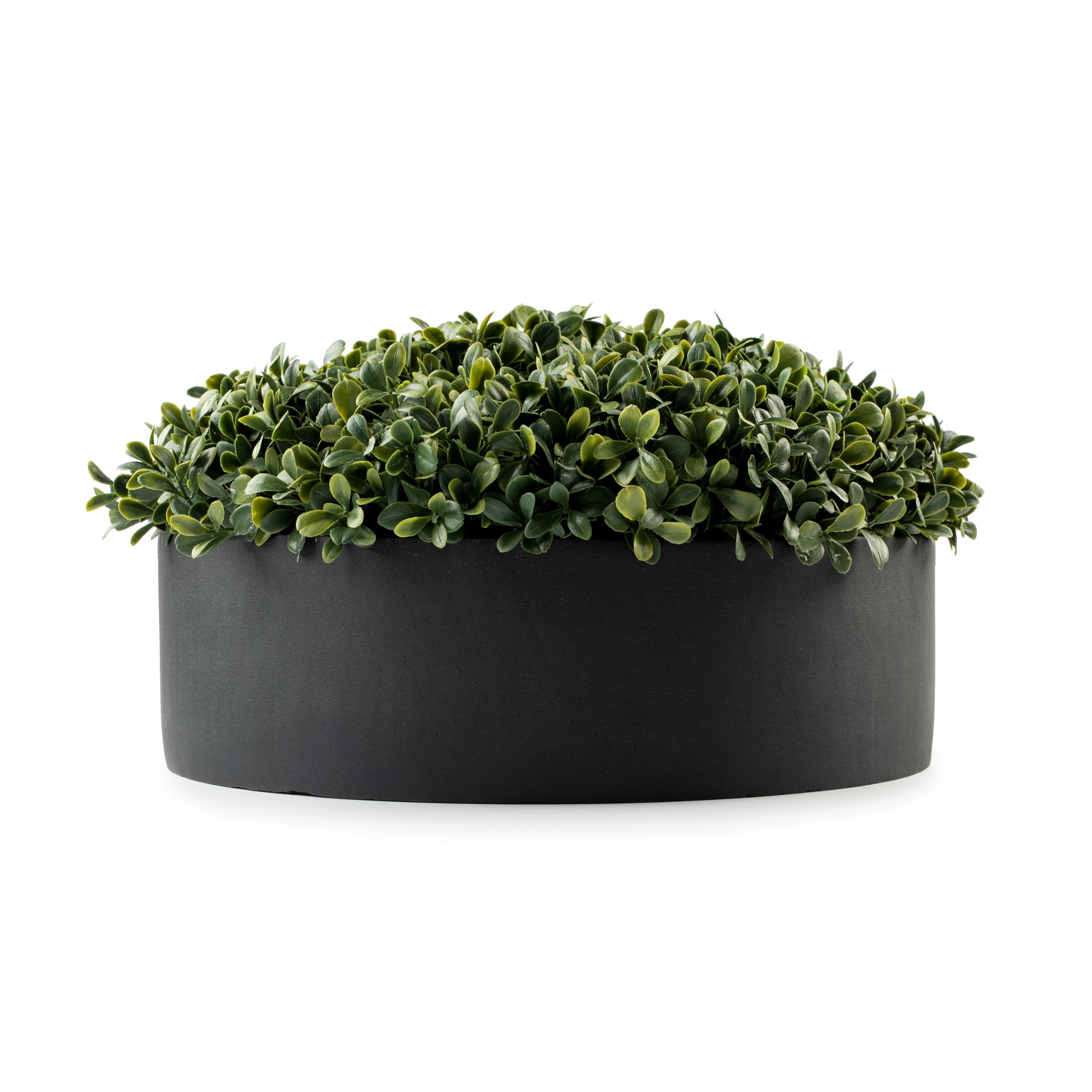  DH Black Round Boxwood Pot、mySite、elrpsem3k