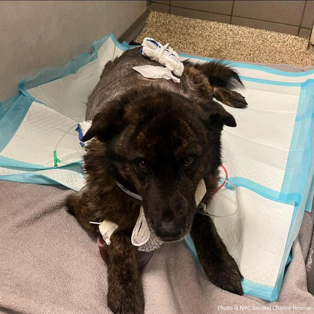 Funded: Lucky Was Shot: Help Save His Life、mySite、camillekostekn