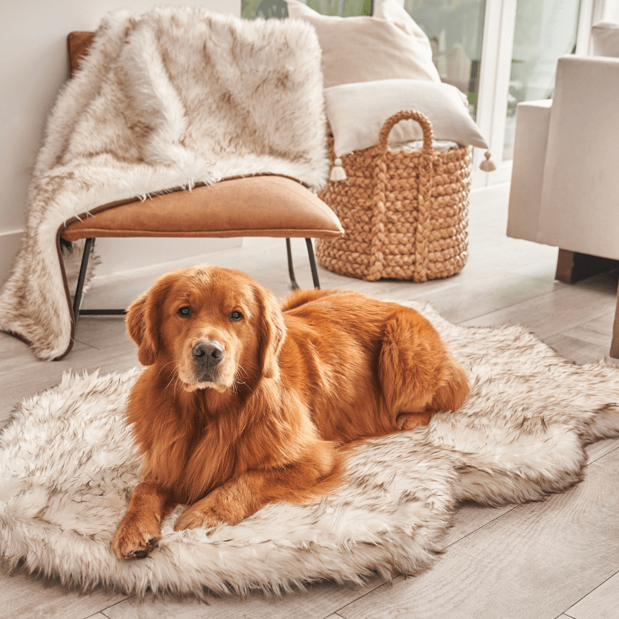 PupRug™ Orthopedic Bed + Matching Waterproof Blanket Bundle - White with Brown Accents、mySite、solidvoid