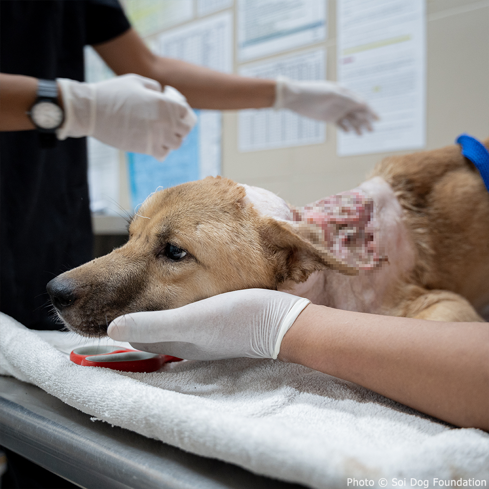 Funded: Ranitar Needs Help to Overcome Deadly Infection、mySite、camillekostekn