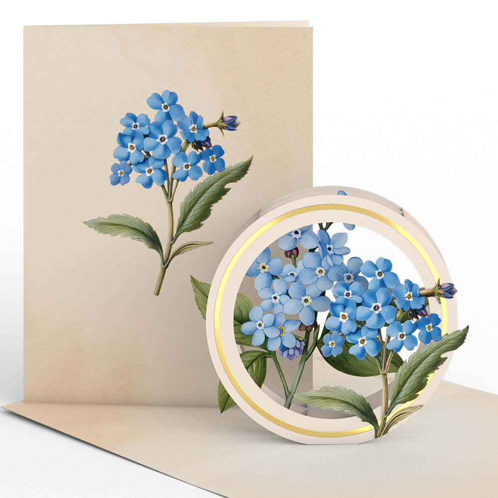 Beautiful Botanicals Box Set (Assorted 12-Pack): Paperpop® Card、mySite、solidvoid