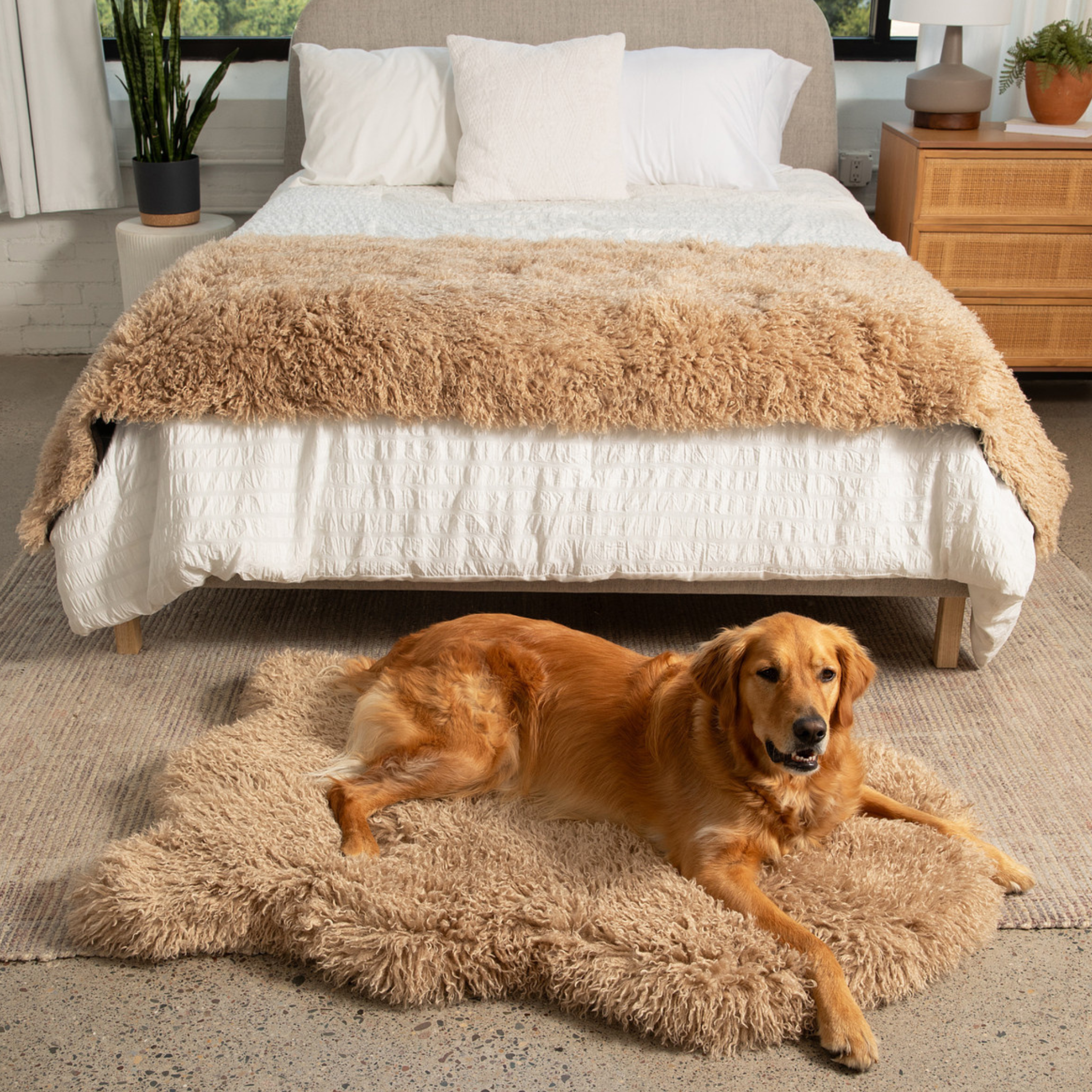 PupRug™ Luxe Orthopedic Bed + Matching Bed Runner Bundle - Plush Sheep Tan、mySite、solidvoid