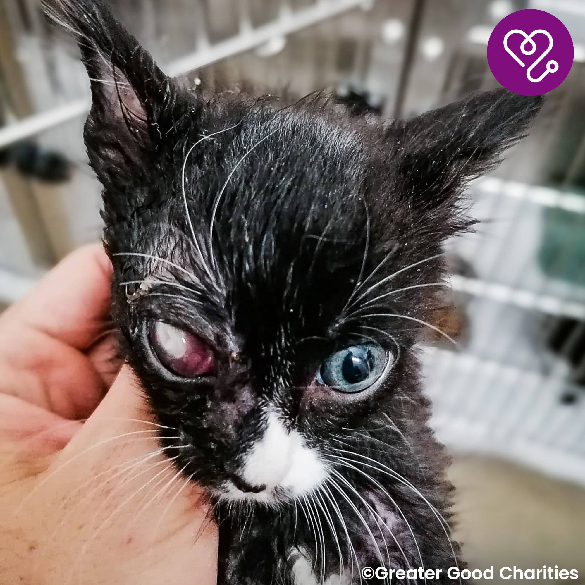 Funded: Save Socks' Sight After Severe Infection、mySite、camillekostekn