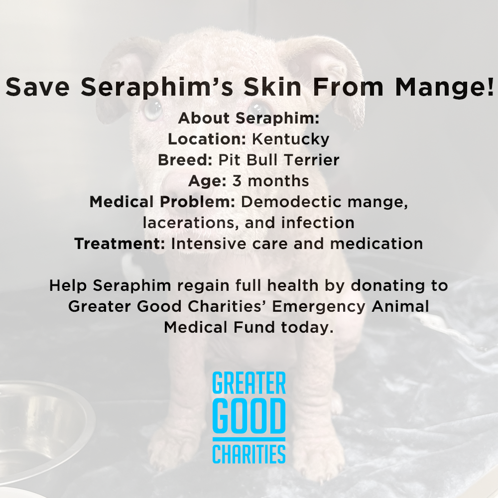 Funded - Save Seraphim's Skin From Mange、mySite、camillekostekn