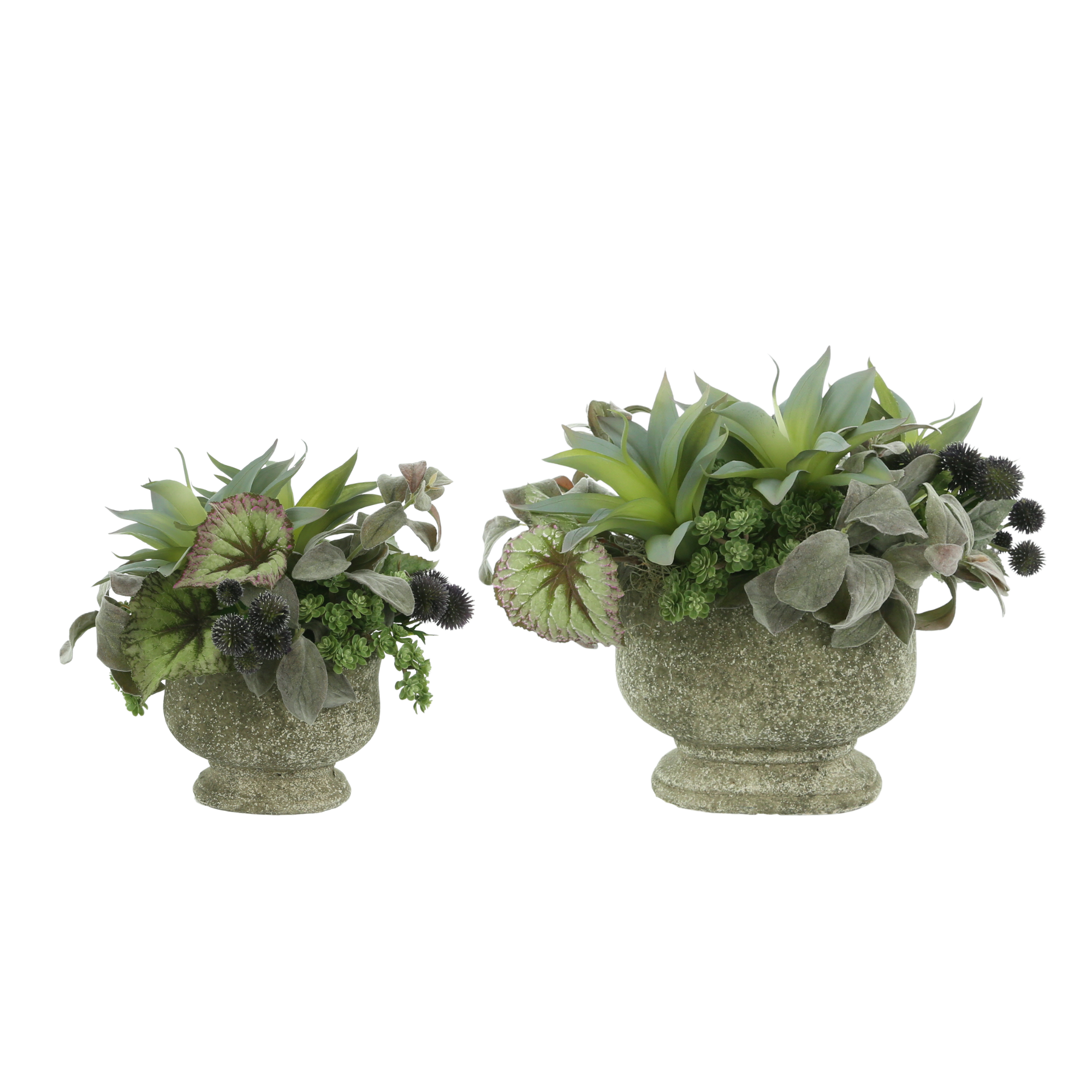  DH Thistle Stone Succulents、mySite、elrpsem3k
