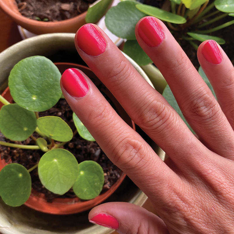 Hibiscus、mySite、solidvoid