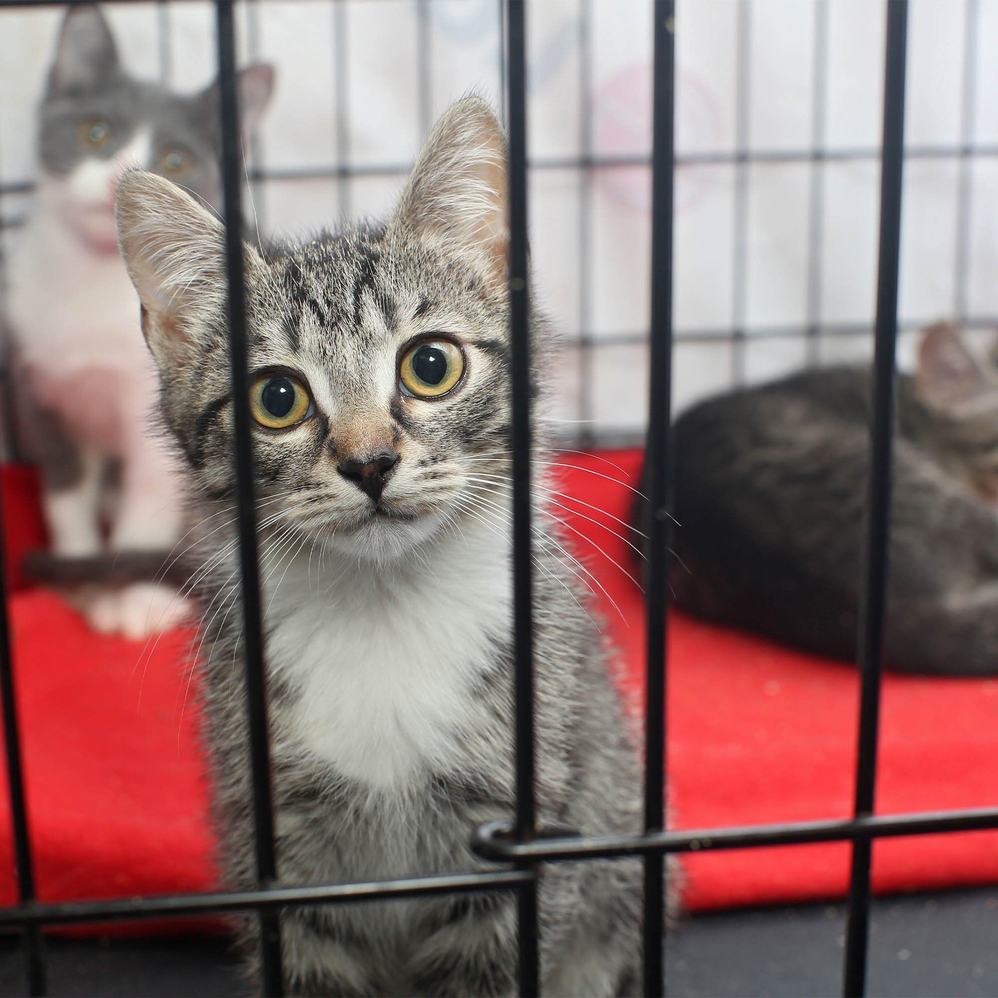 6th Annual Holiday Toy & Treat Drive: Bring Joy To a Shelter Pet、mySite、camillekostekn