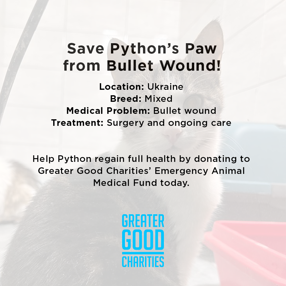 Funded: Save Python’s Paw from Bullet Wound、mySite、camillekostekn
