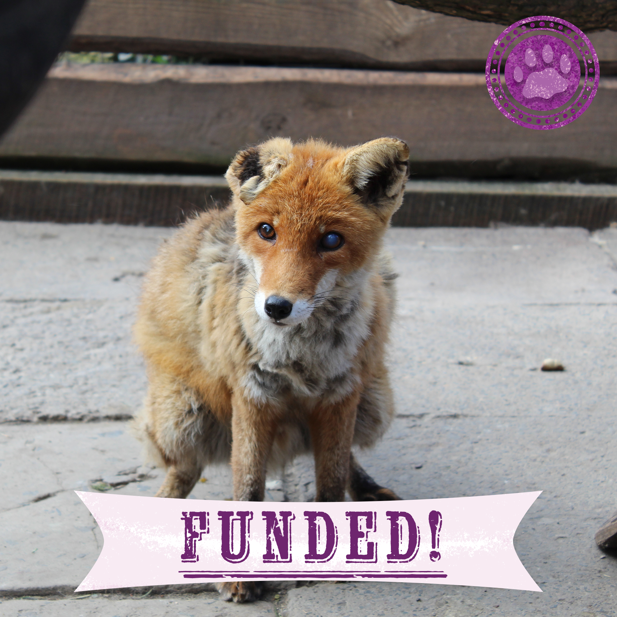 Funded: Yanchik the Fox Needs Nurturing、mySite、camillekostekn