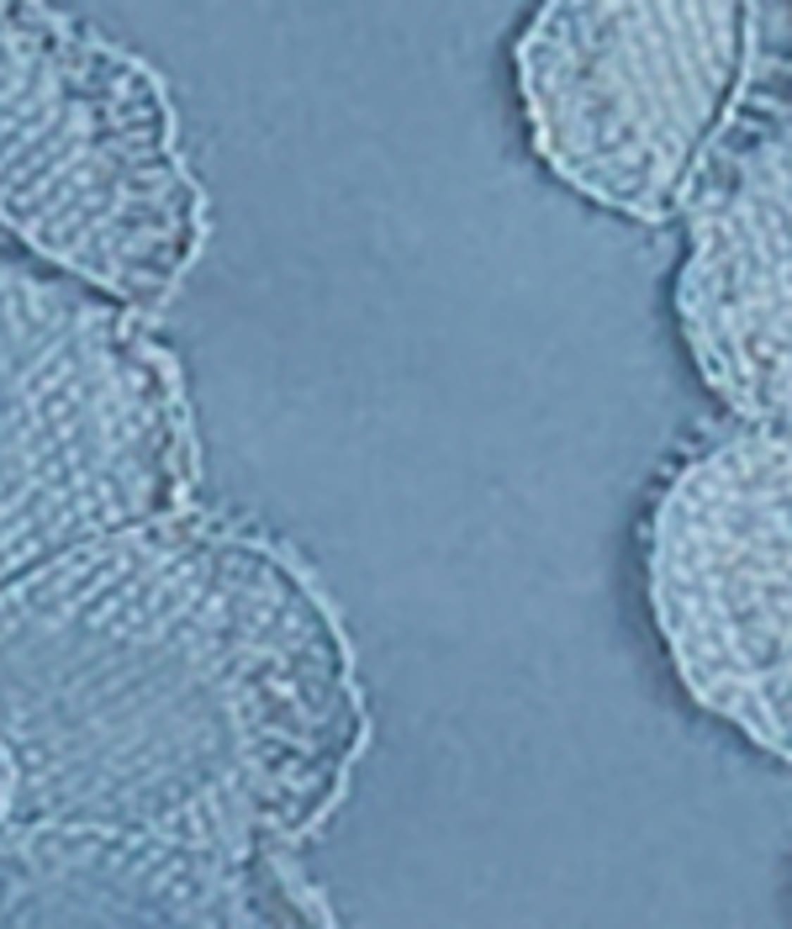  The Favorite T-Shirt Bra、mySite、justintrudeaud