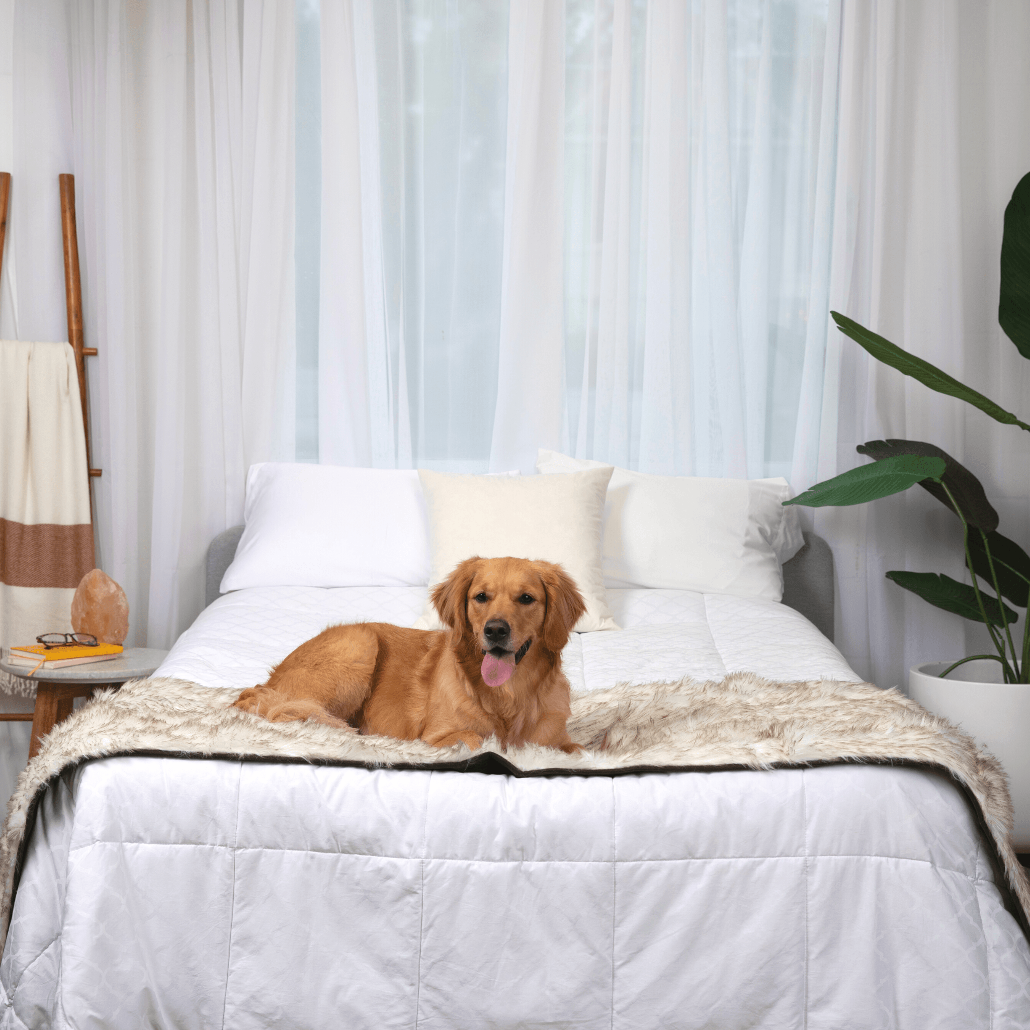 PupProtector™ Waterproof Bed Runner - White with Brown Accents、mySite、solidvoid