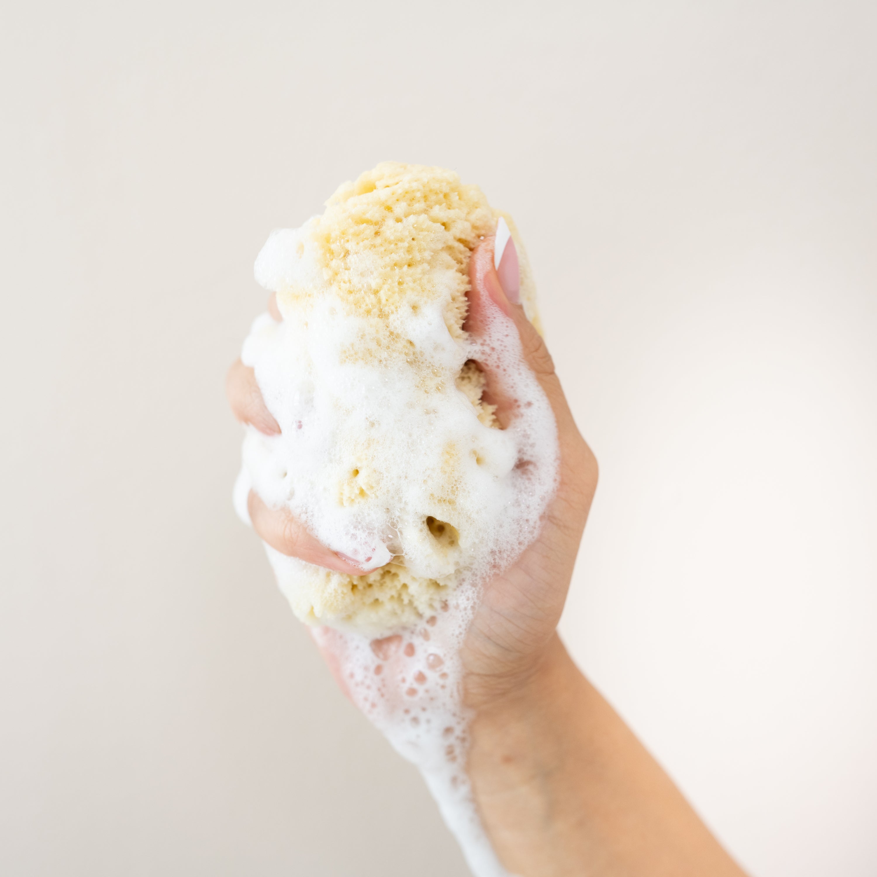  Sea Sponge、mySite、layawaytickets