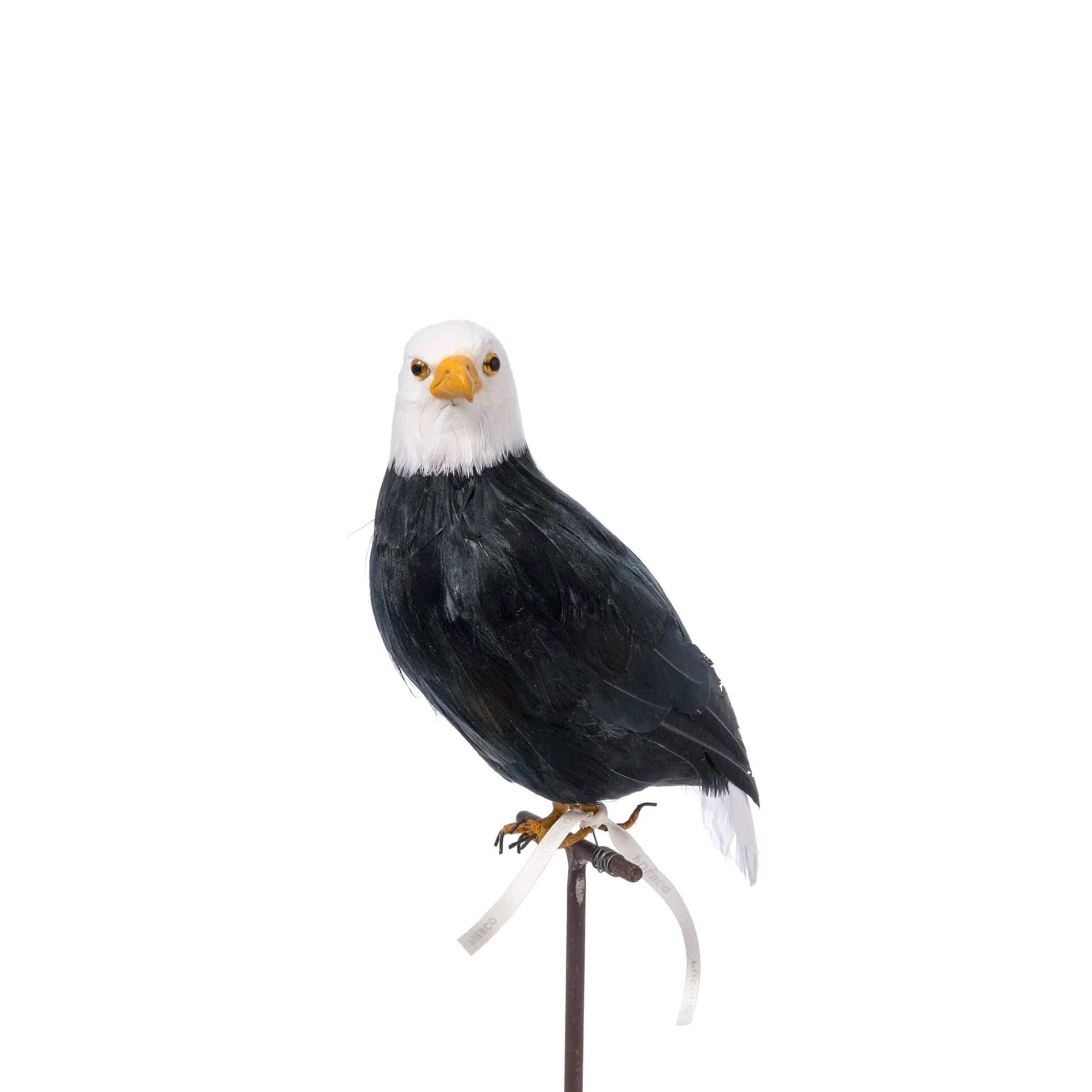 ARTIFICIAL BIRDS: BALD EAGLE、mySite、zt4zffjzw