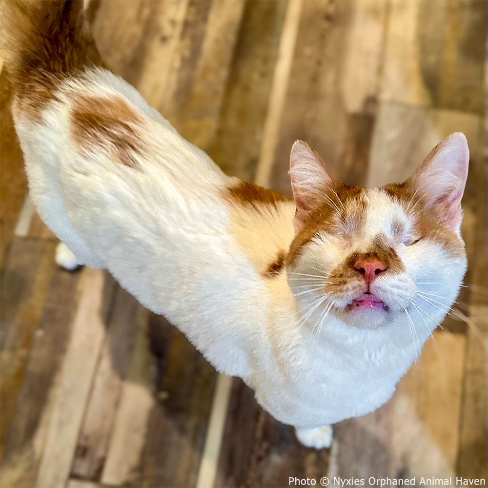 National Feed a Rescue Pet Week - Provide 3 Million Meals for Pets in Need、mySite、camillekostekn