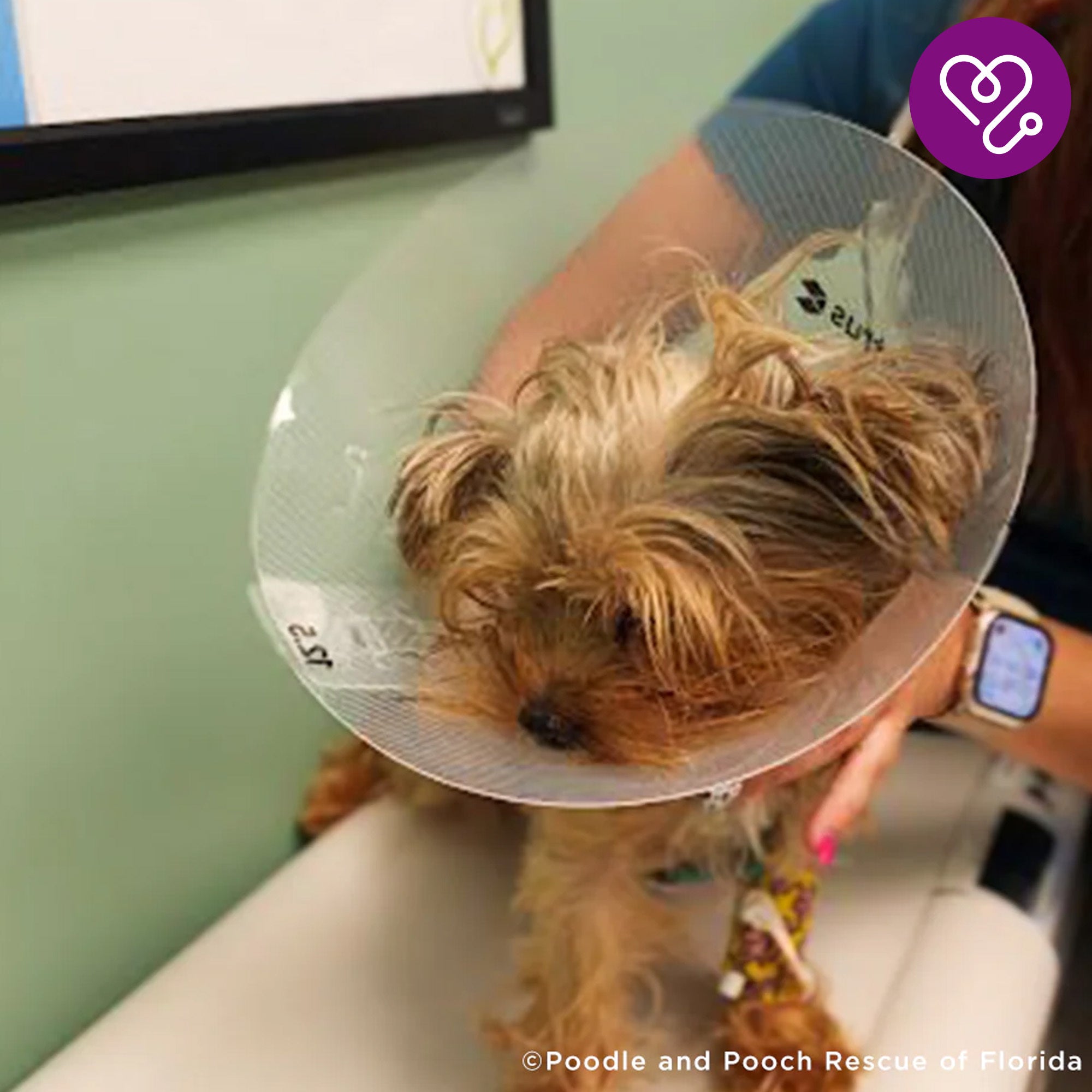 Funded: Support Stout��s Healing After a Hard Life、mySite、camillekostekn