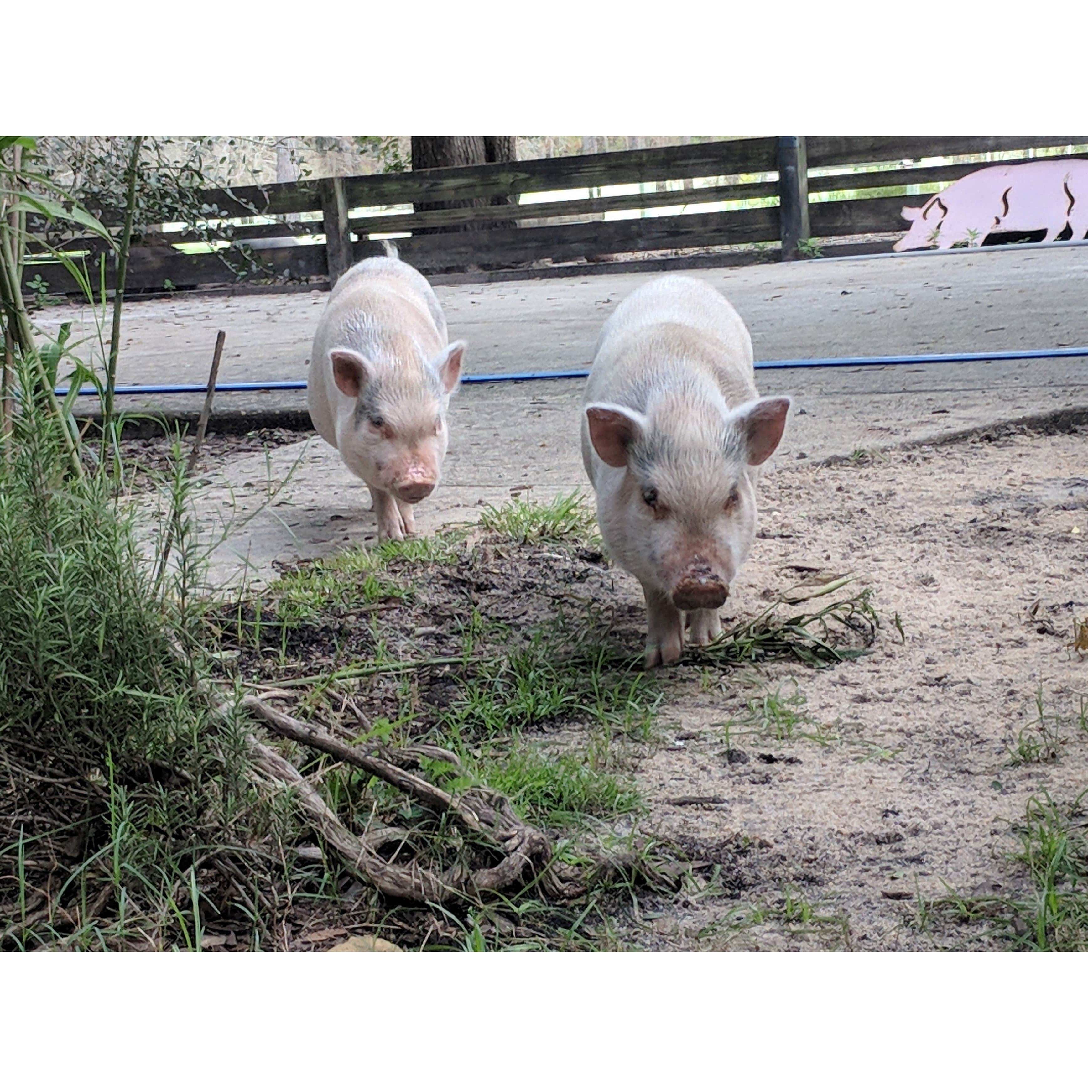 CZ Pig Pendant Sterling Silver or LRG Stainless Steel for Men、mySite、g9winljtr