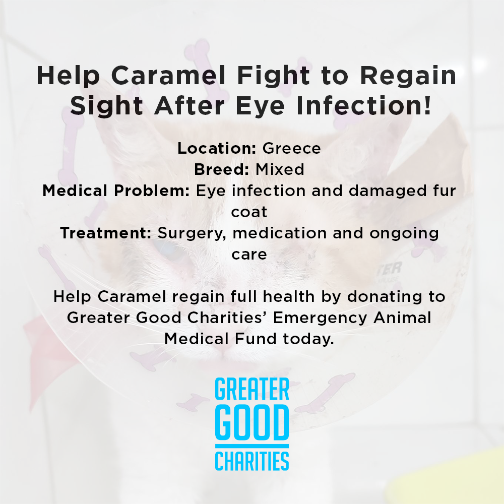 Funded: Help Caramel Fight to Regain Sight After Eye Infection、mySite、camillekostekn