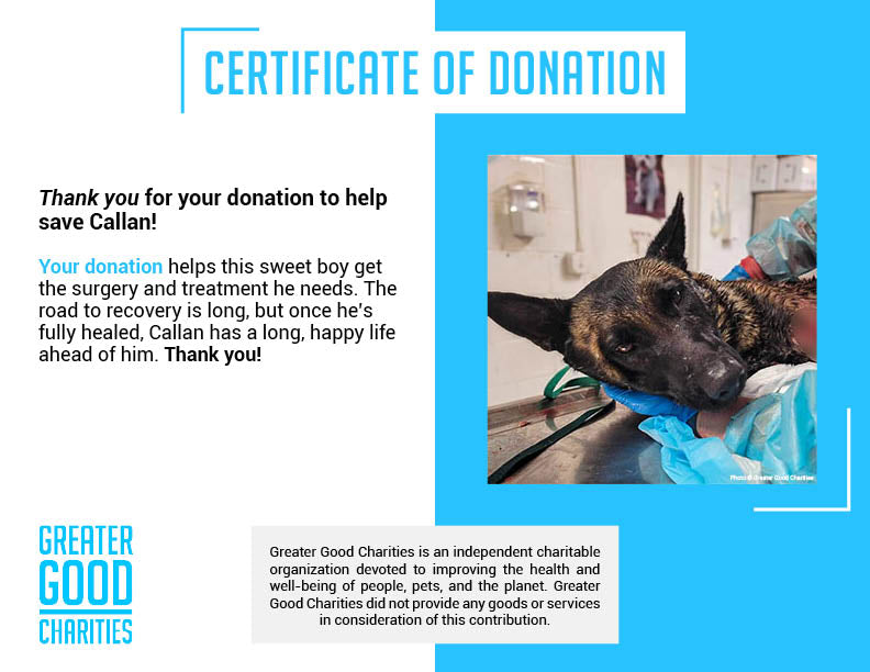 Funded: Help Callan Recover After Being Hit By A Car、mySite、camillekostekn