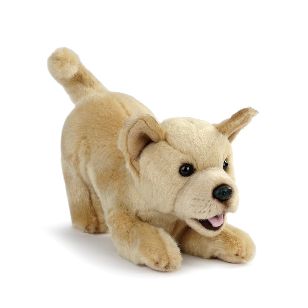Plush Mixed Breeds: Maltipoo, Terrier Mix, & Labradoodles、mySite、g9winljtr