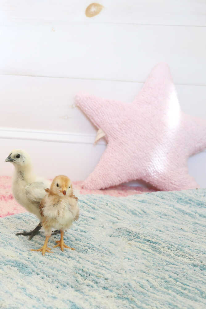 CUSHION STAR PINK、mySite、gigharbornorthrealestate