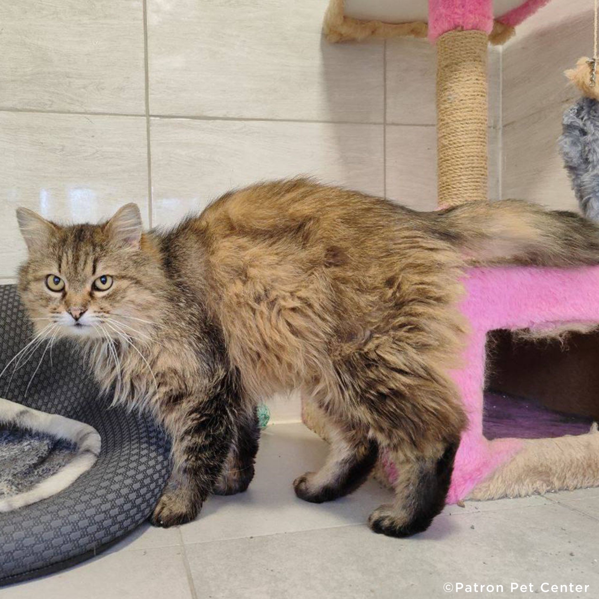 Funded: Help Abandoned Cat Overcome Excruciating Pain、mySite、camillekostekn