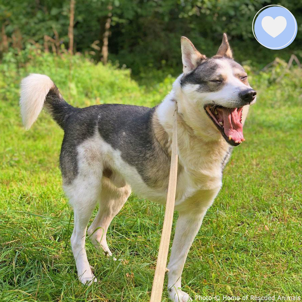 Funded: Zubik was Injured in a Missile Strike: You Can Help、mySite、camillekostekn