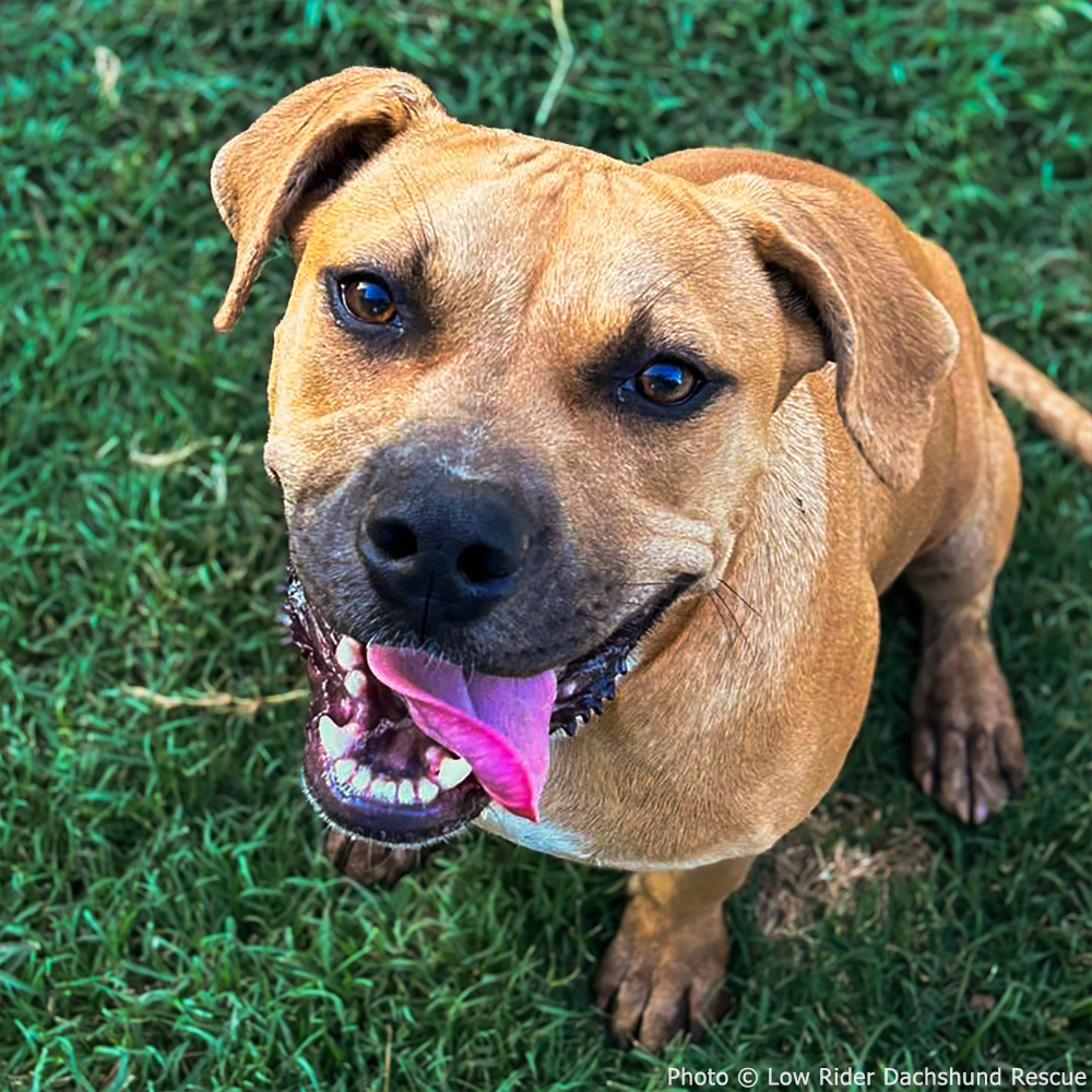 National Feed a Rescue Pet Week - Provide 3 Million Meals for Pets in Need、mySite、camillekostekn