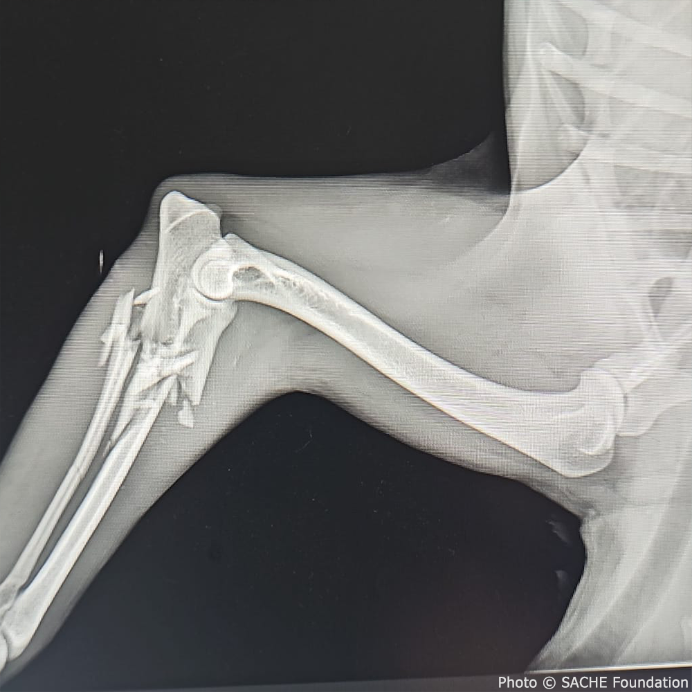 Funded: Help Heal Effie's Badly Broken Legs、mySite、camillekostekn