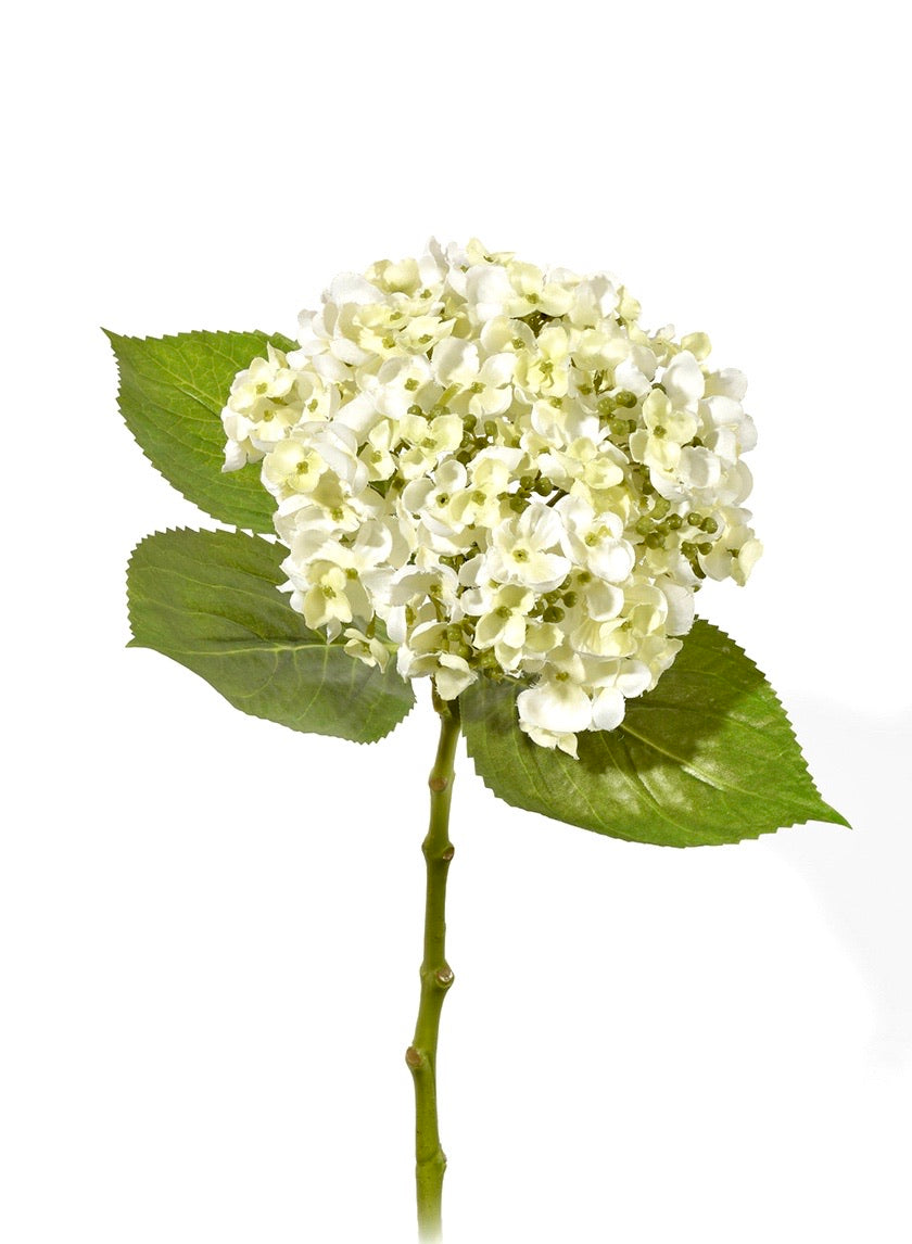  White Hydrangea Flower、mySite、elrpsem3k