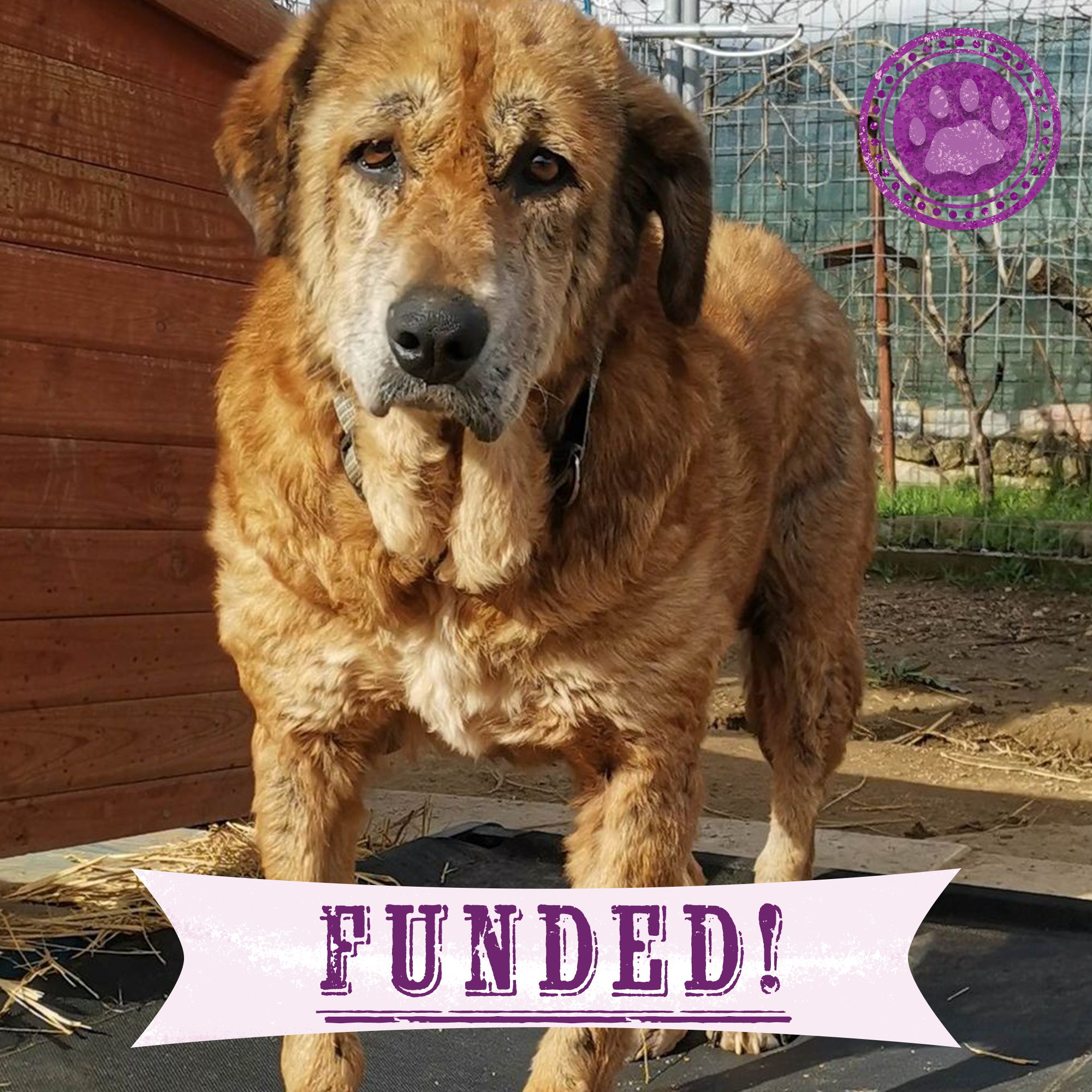 Funded: Help Emaciated Dog Who Was Waiting to Die Get Care He Needs、mySite、camillekostekn