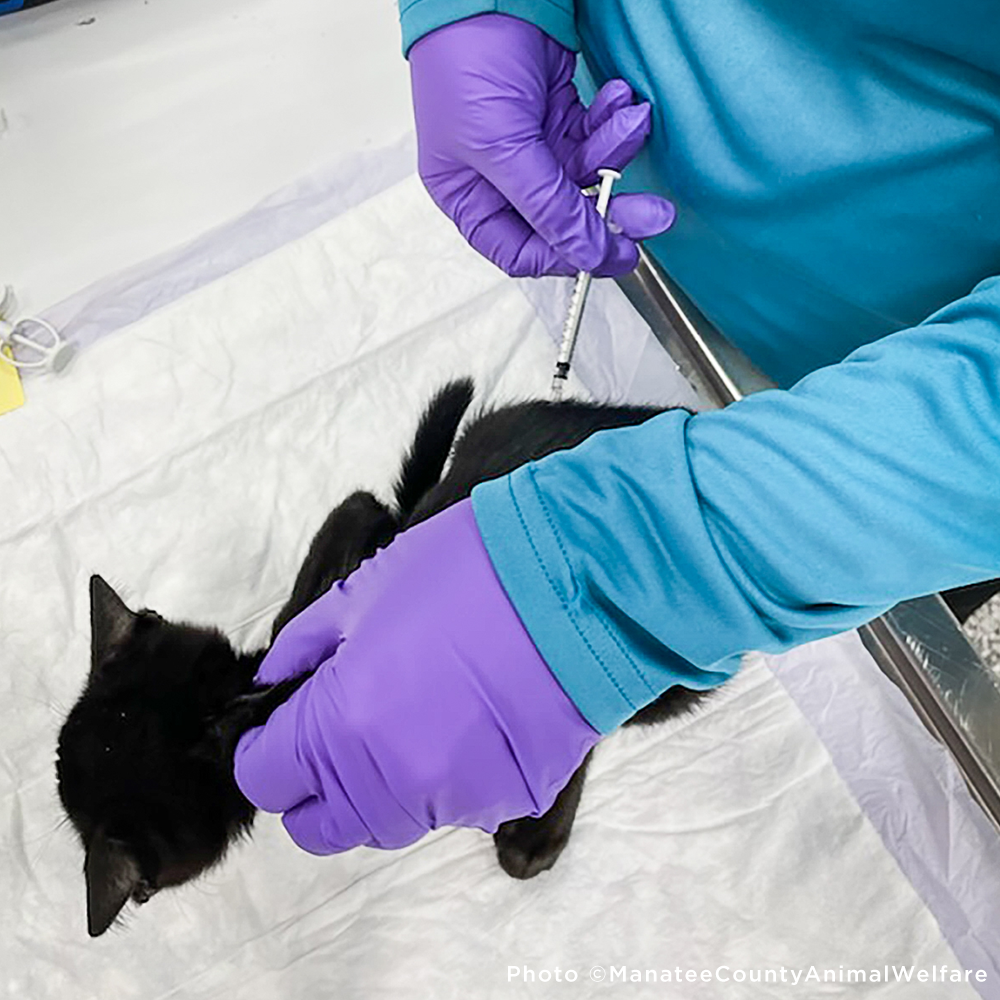 GivingTuesday: Care Package Drive for Shelter Pets、mySite、camillekostekn