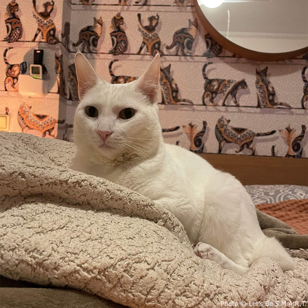 Funded: Help Creeper Recover After Sudden Paralyzation、mySite、camillekostekn