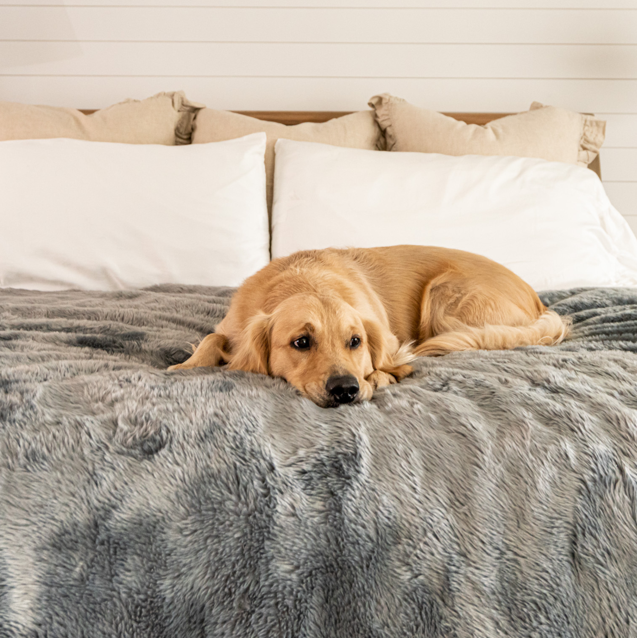 Paw.com x BarkBox PupProtector™ Short Fur Waterproof Throw Blanket - Charcoal Grey、mySite、solidvoid