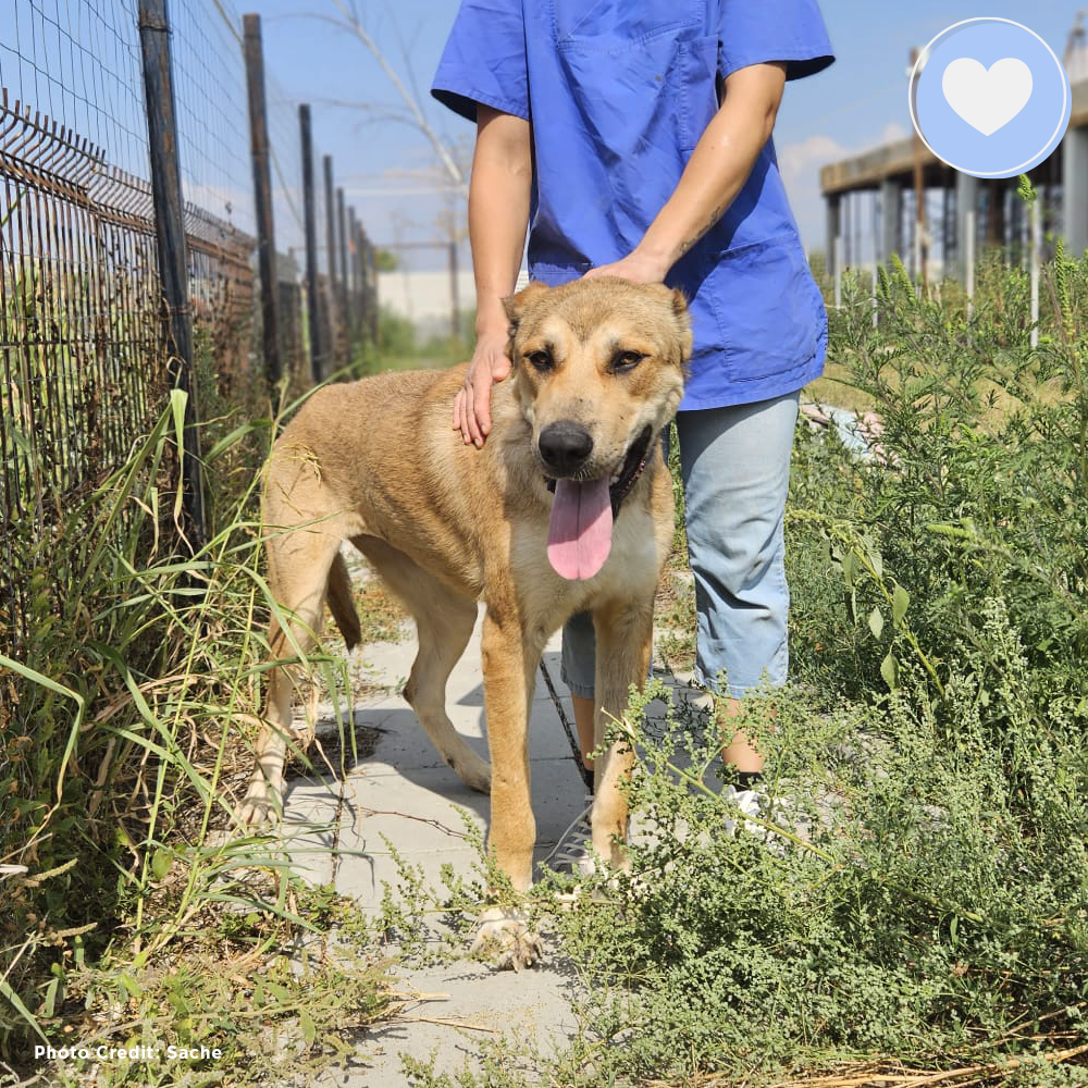 Funded: Hienna Needs Help Healing After Neglect、mySite、camillekostekn