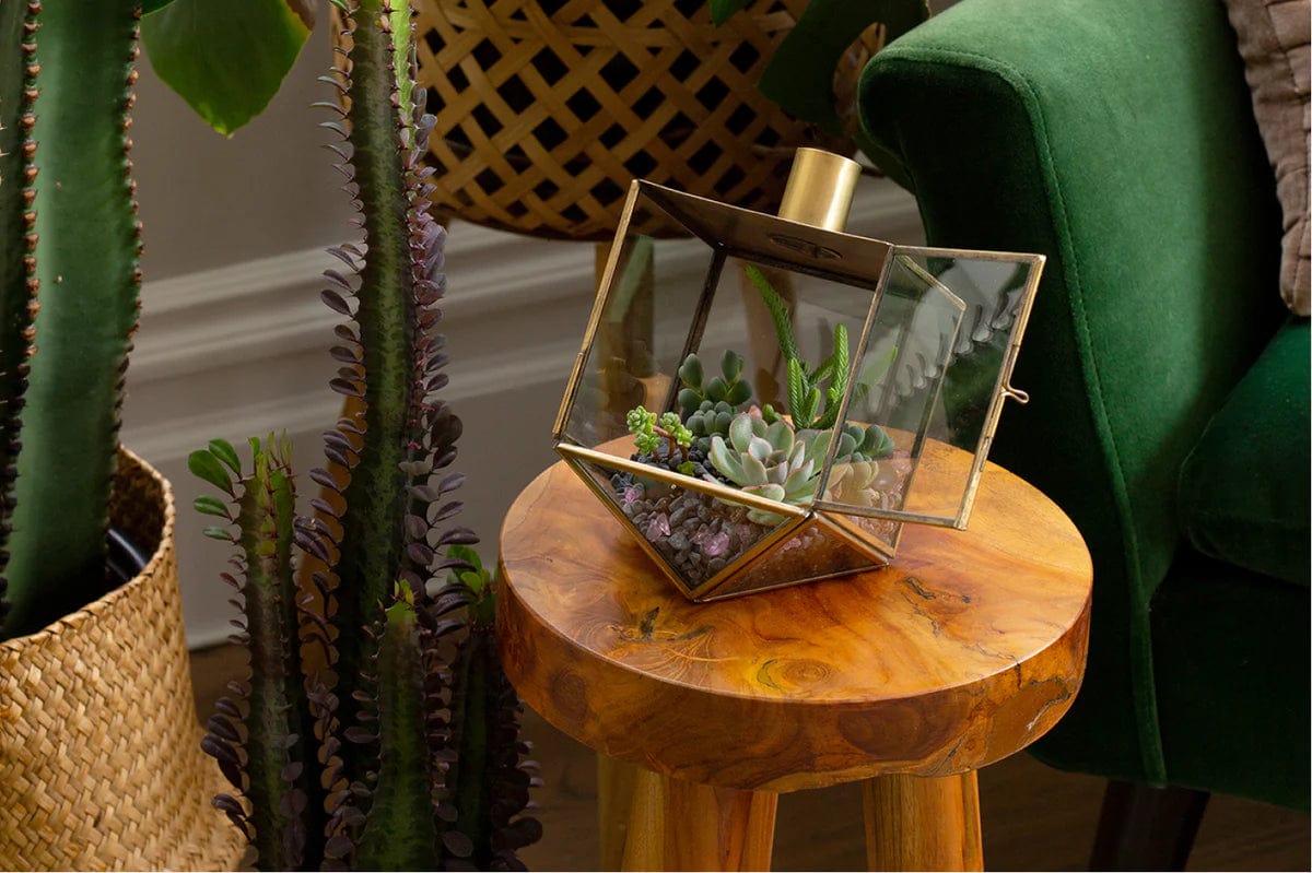 Talia Dreidel Terrarium - Gold、mySite、topwebapps