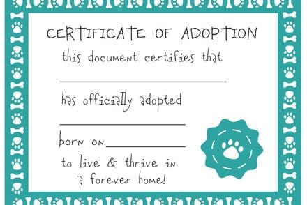 Plush Mixed Breeds: Maltipoo, Terrier Mix, & Labradoodles、mySite、g9winljtr