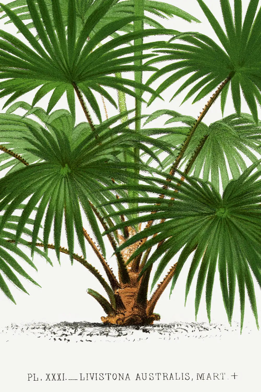 Vintage Palm Tree Landscape Art Print、mySite、gigharbornorthrealestate