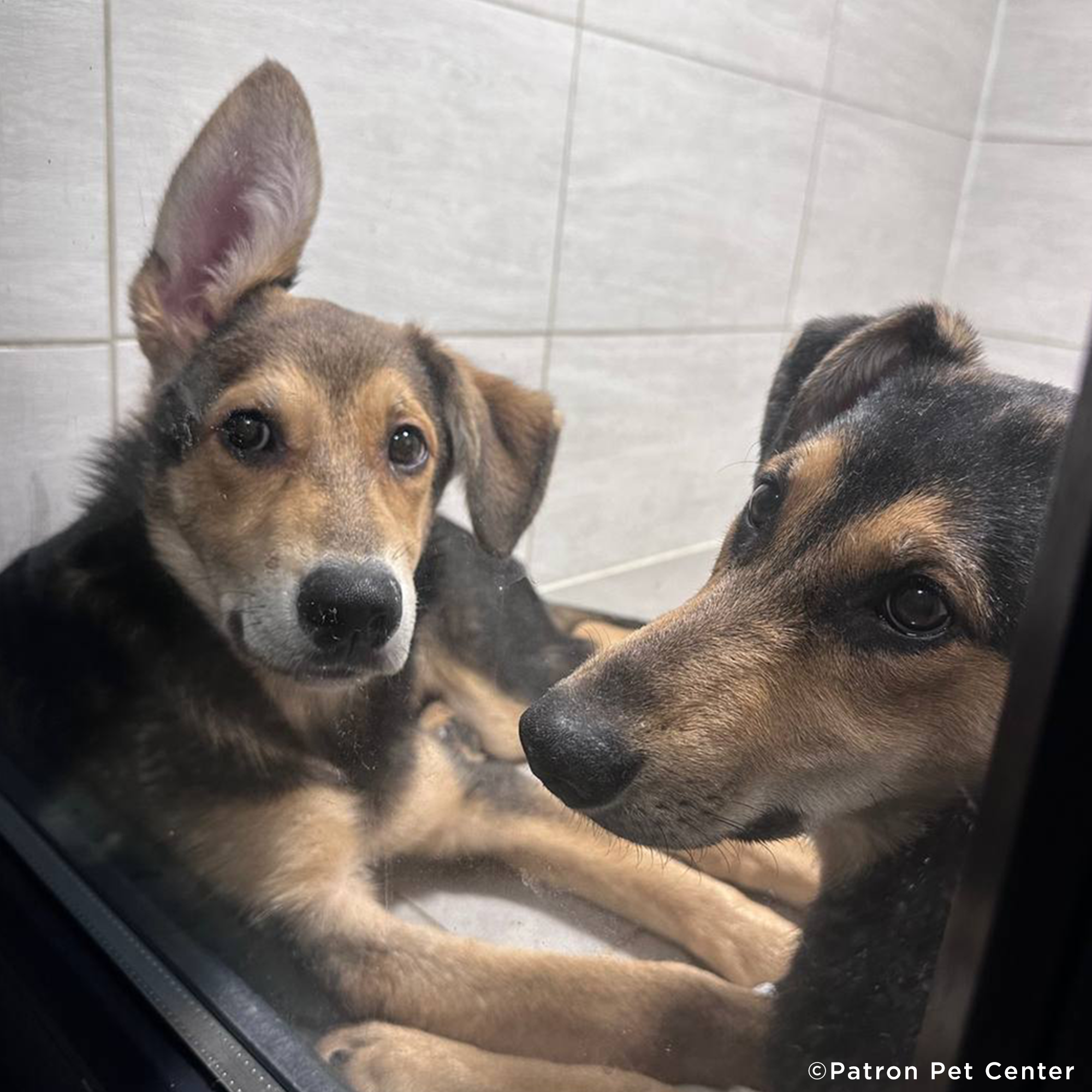 Traumatized Pets Abandoned in Ukraine Need a Safe Haven、mySite、camillekostekn