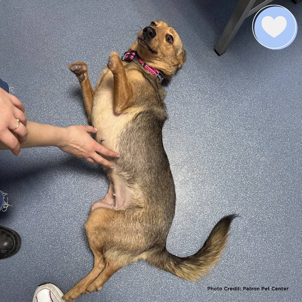 Funded: Give Zara the Chance to Walk Again、mySite、camillekostekn