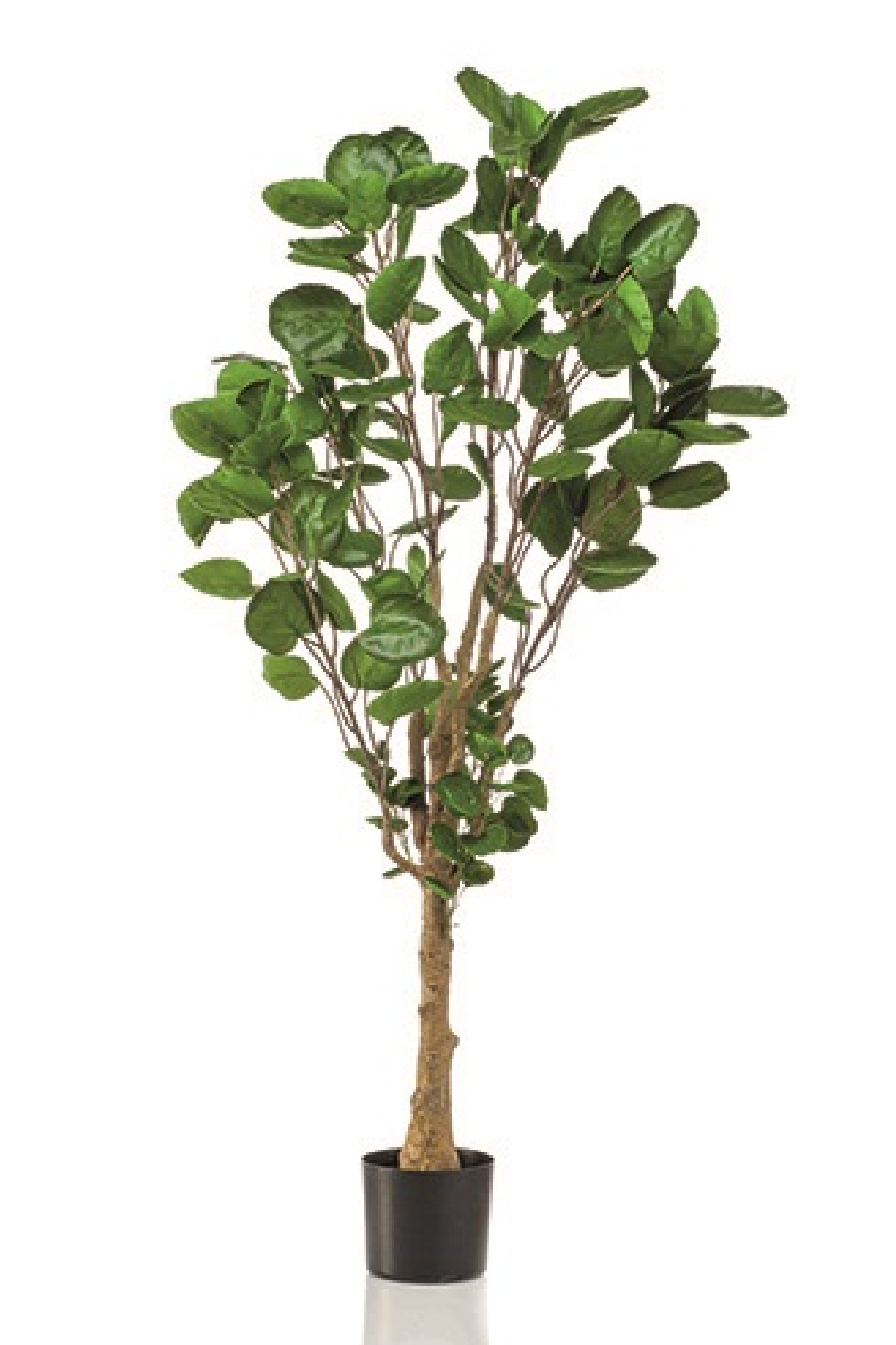 Artificial Dicot Dwarf Tree | Emerald Polyscias、mySite、neckold