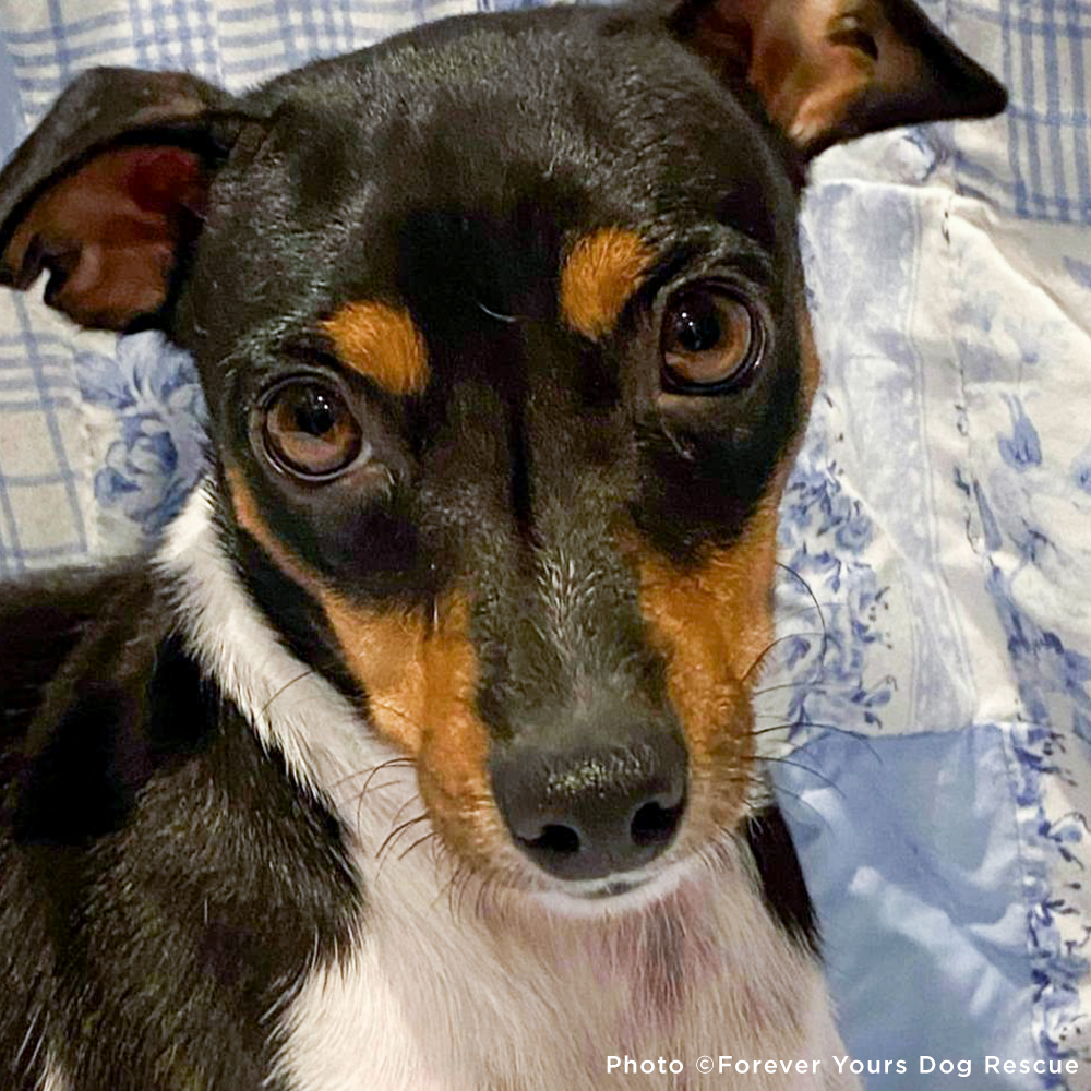 GivingTuesday: Care Package Drive for Shelter Pets、mySite、camillekostekn