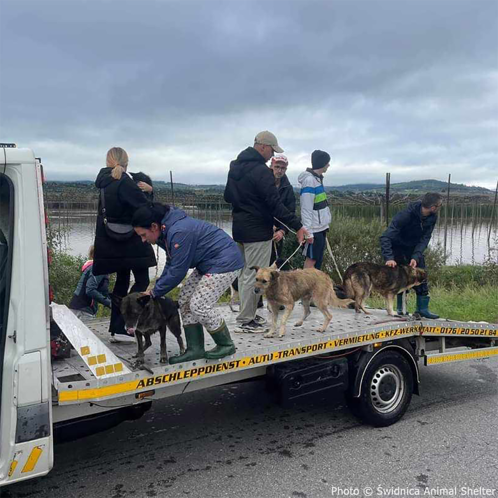 Help People and Pet Victims of Devastating Floods、mySite、camillekostekn