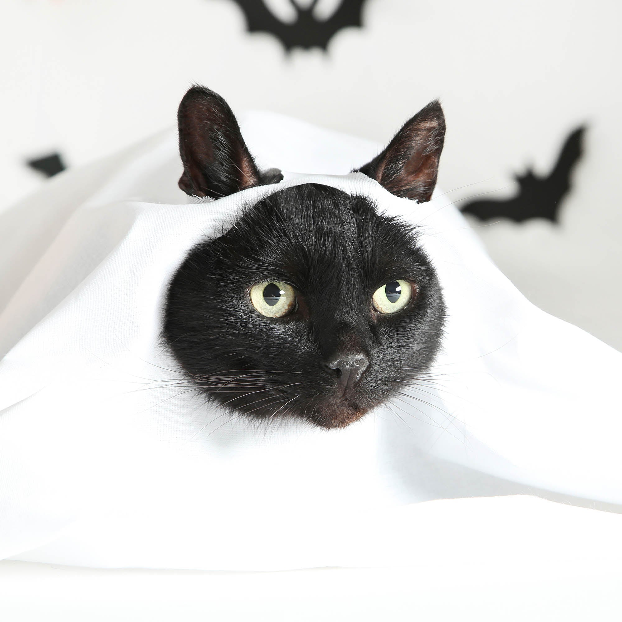 Halloween Treats for Shelter Animals、mySite、camillekostekn