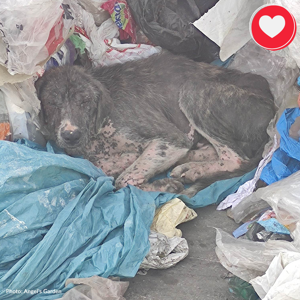 Funded: Lyra Needs Your Help to Recover From Severe Mange、mySite、camillekostekn