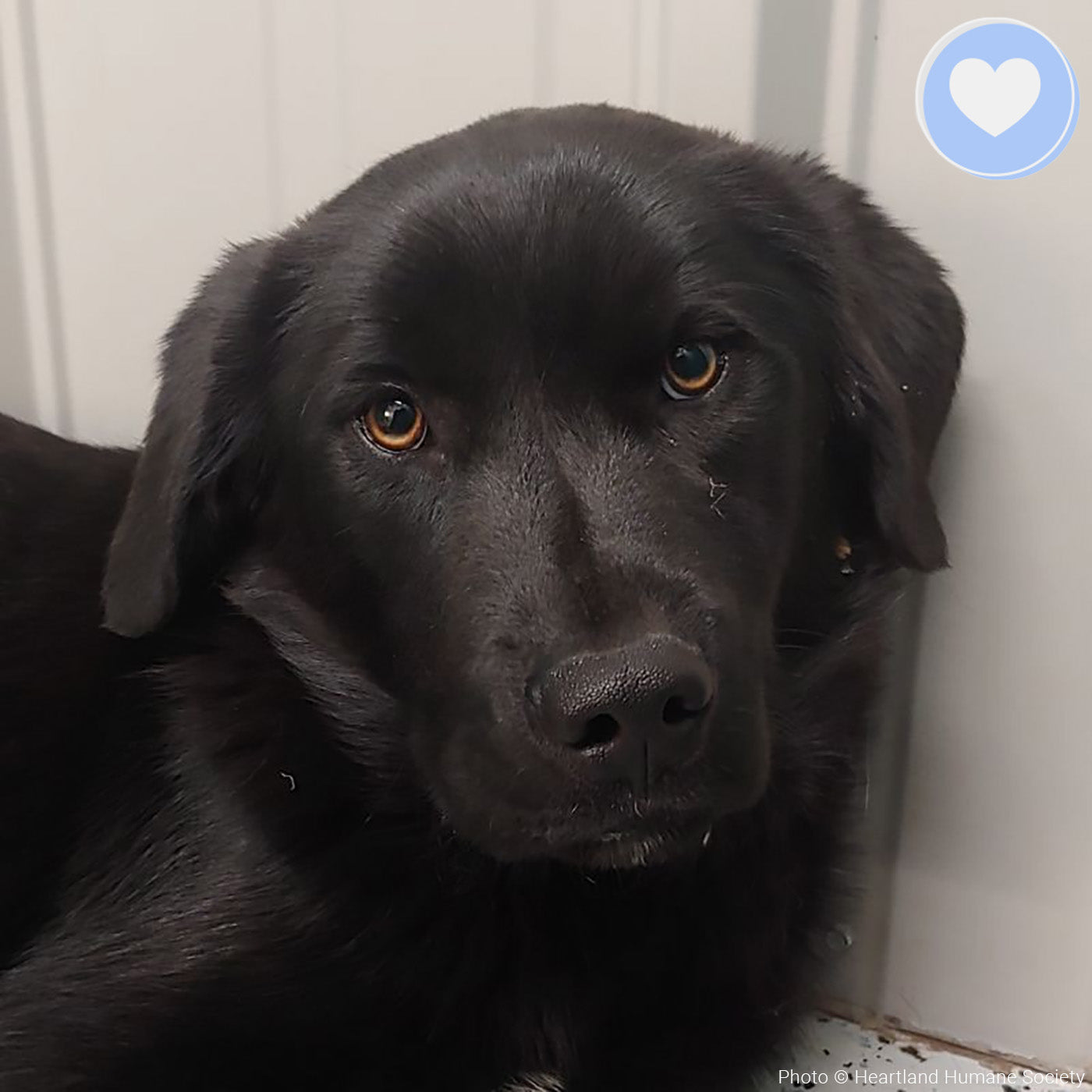 Funded - Help Lou Walk Again、mySite、camillekostekn