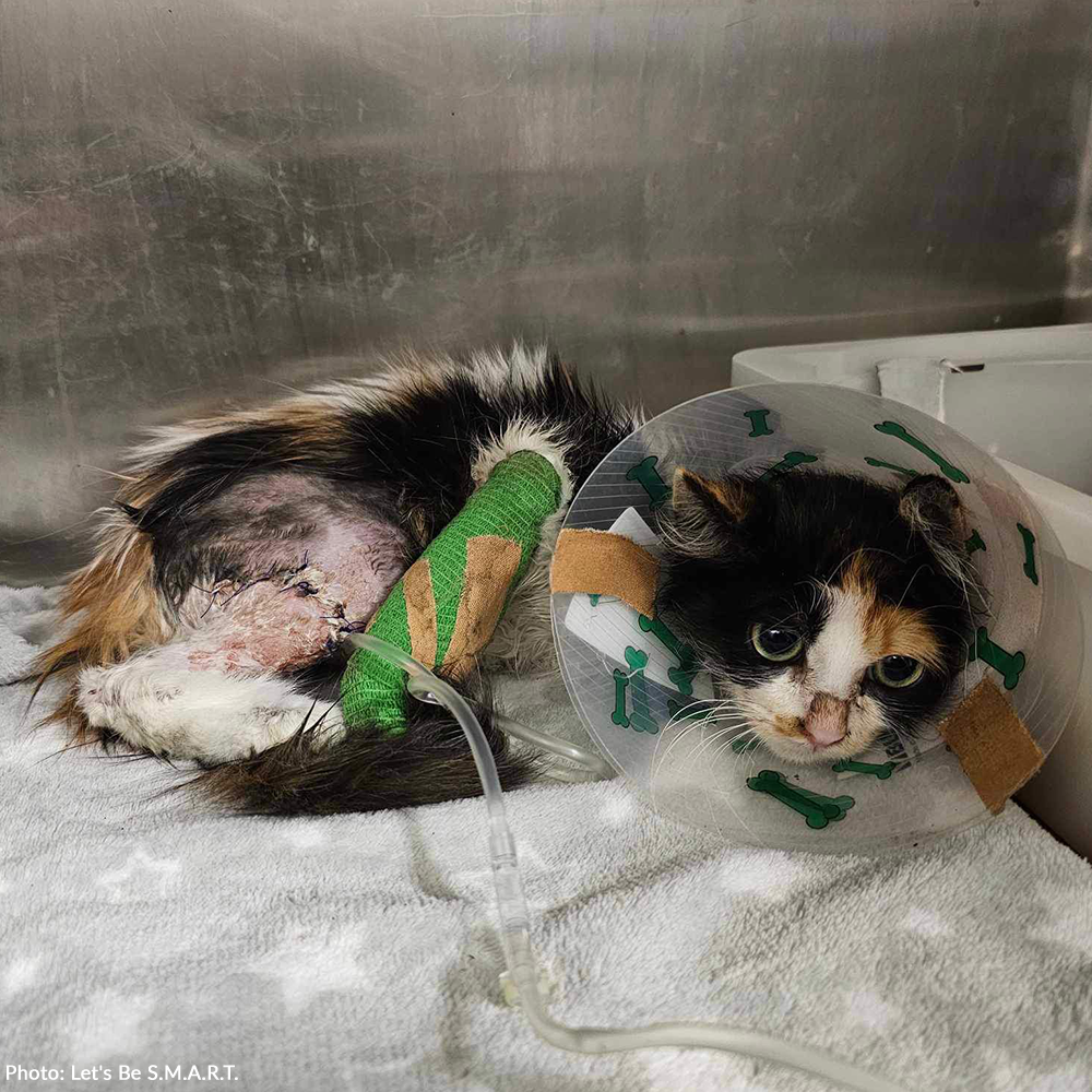 Funded: Help Leo and Tabitha Heal After Brutal Dog Attack、mySite、camillekostekn